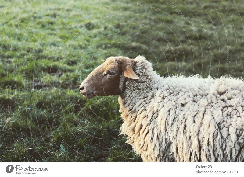 Schaf schaut weg Schafherde Schafswolle Schafsweide träumerisch weich