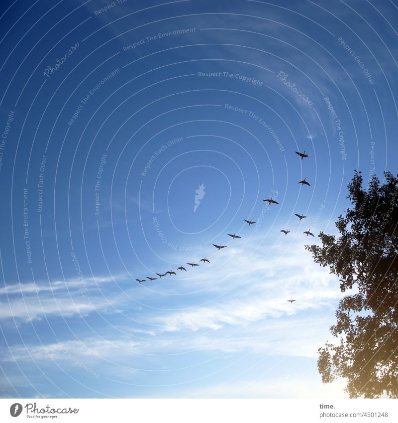 UT Teufelsmoor | Kurve kriegen vogelschwarm vögel zugvogel himmel wolken baum herbst dunstig gegenlicht sonnig