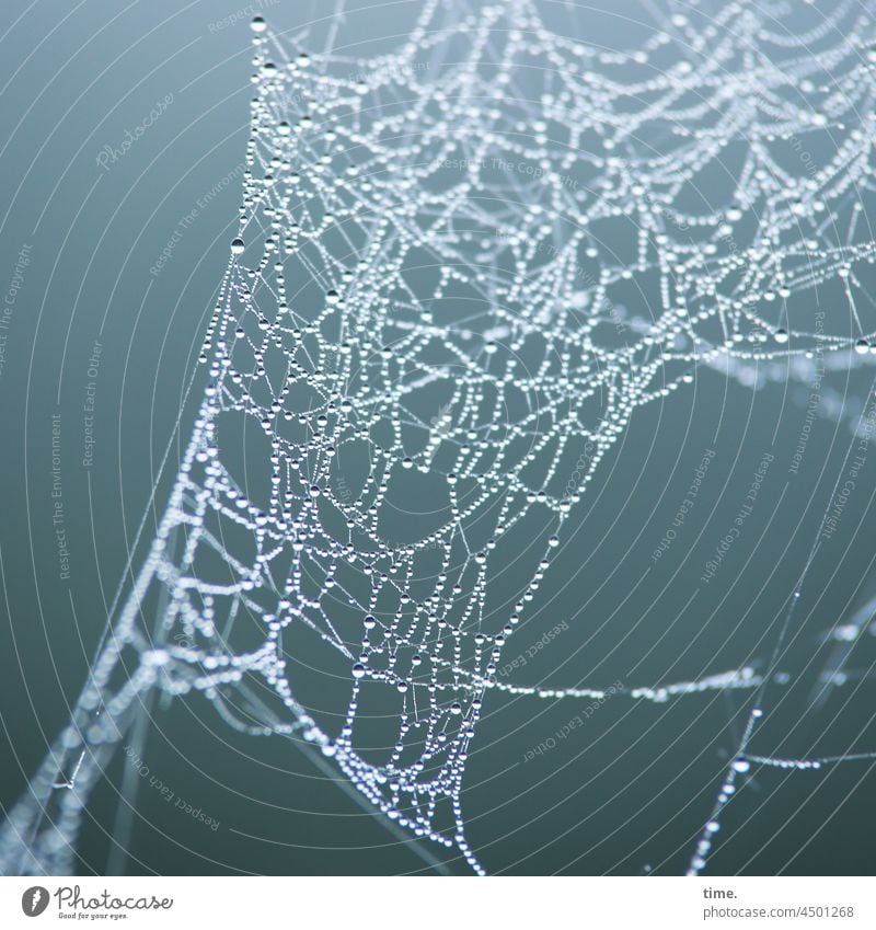 UT Teufelsmoor | Fangnetz (nature style) Spinnennetz Spinngewebe netzwerk konstruktion tautropfen wassertropfen feucht nass verlassen selbstgemacht filigran