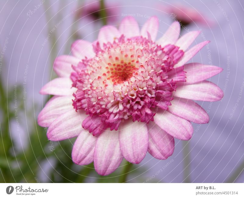 rosa Blume ganz von vorne portrait porträt blume blumig blüte edel blütenblätter garten natur pflanze