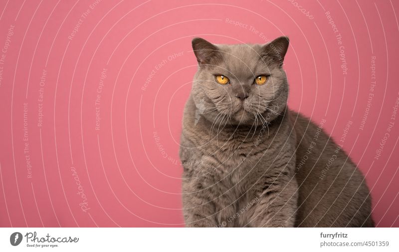 flauschige braune Britisch-Kurzhaar-Katze Porträt auf rosa Hintergrund mit Kopie Raum britische Kurzhaarkatze Haustiere fluffig Fell katzenhaft Fliederbusch