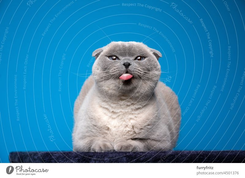 Frech blau Punkt schottische Falte machen lustiges Gesicht heraushängender Zunge Katze Rassekatze Folterzucht schottische Faltkatze blauer Punkt Studioaufnahme