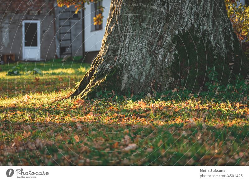 großer Eichenstamm und Fassade des Hauses im Hintergrund Architektur Herbst schön Buchsbaum botanisch Ast farbenfroh Umwelt Europa fallen Laubwerk Wald Garten