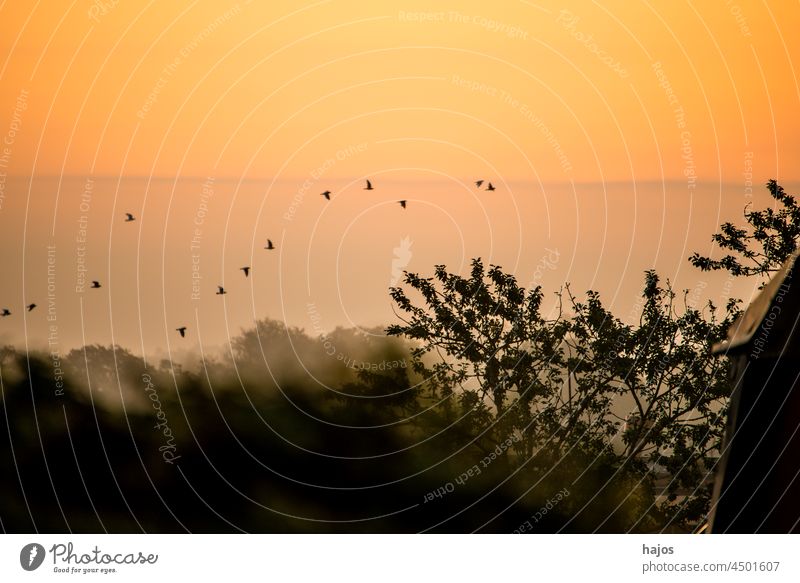 Morgendämmerung mit orangefarbenem Himmel und Vögeln Abenddämmerung Dämmerung Vogel Vogelzug Sonne Sonnenaufgang dunkel Schichten Natur schön farbenfroh Tag