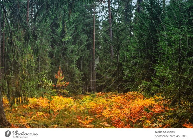 grüner Fichten- und Kiefernwald mit gelb-orangefarbenen Farnen Herbst Hintergrund schön Schönheit Buchse verzaubert Umwelt fallen Wurmfarn Laubwerk Wald Gras