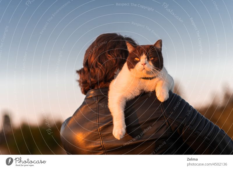 ein junger Mann, der bei Sonnenuntergang mit einer ernsten Britisch-Kurzhaar-Katze auf der Schulter spazieren geht Briten heimisch Tier Haustier Besitzer laufen