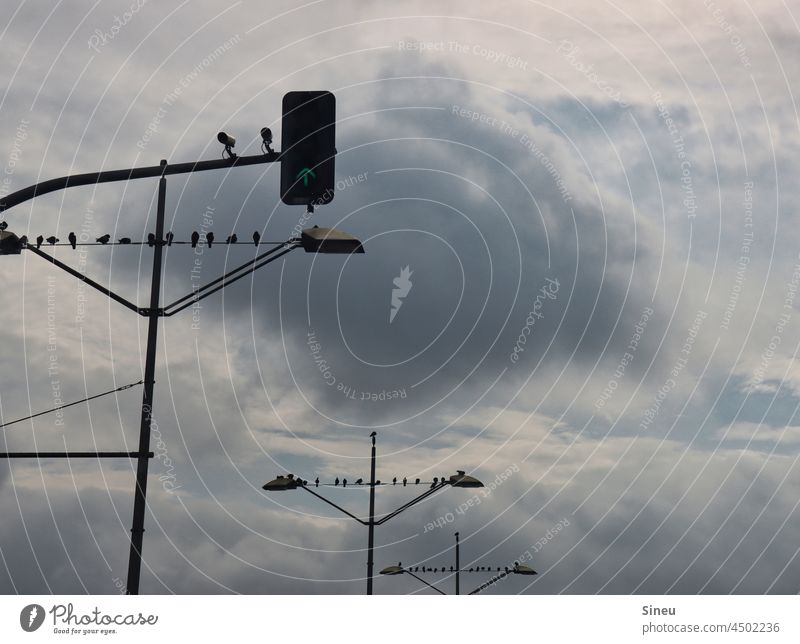 Vögel sitzen auf Laternenmasten vor Wolken laternenmast Laternenpfähle Vogel Tier Möwe Tauben Krähen Himmel regnerisches Wetter Wolkenhimmel Wolkenformation