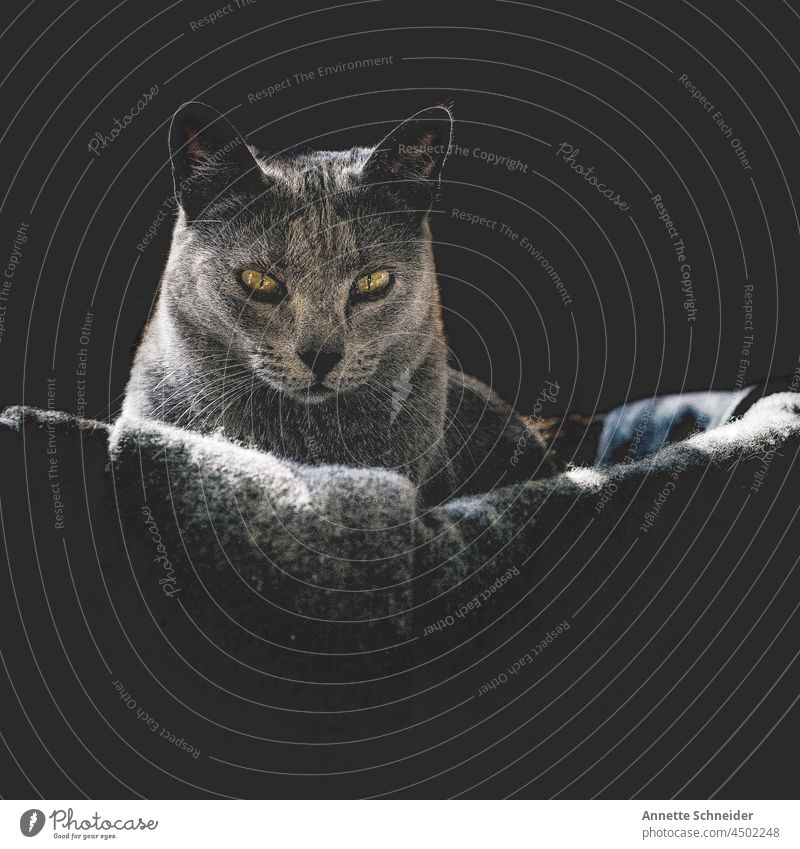 Katze Russisch blau im Korb Russisch Blau Haustier grau elegant schön Tierporträt Blick Studioaufnahme Rassekatze