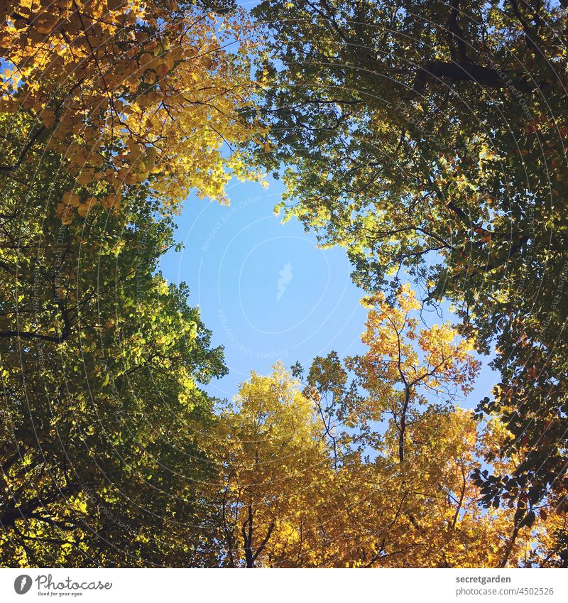 Lichtblick Herbst Park grün gelb Himmel blau Wolkenloser Himmel minimalistisch Durchgucken Fenster Farbfoto Außenaufnahme Schönes Wetter Natur Menschenleer