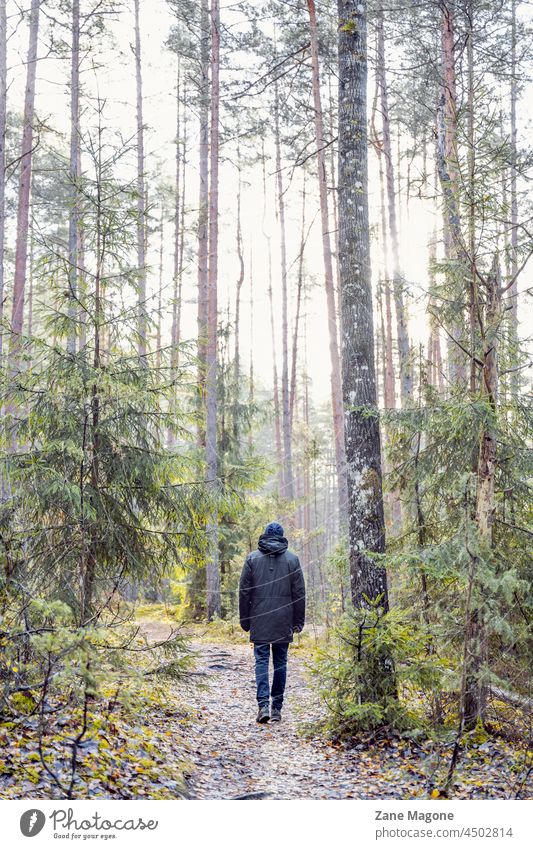 Ein Mann geht durch den Wald wandern Wandern im Wald Natur Baltikum Kiefer Waldgebiete Holz Spaziergang laufen genießend Baum Landschaft Erholung Herbst Bäume