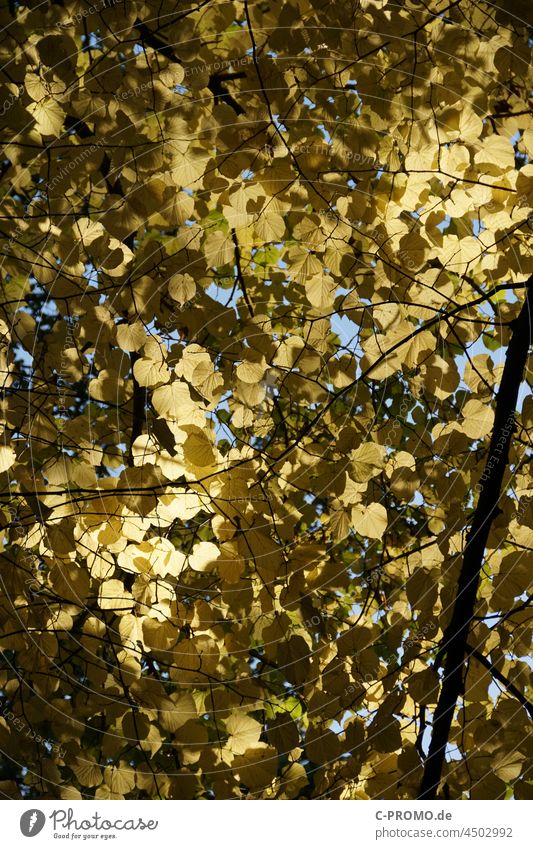 Goldenes Herbstlaub Blätter Wald Natur Außenaufnahme Kondensstreifen golden Sonnenlicht co2