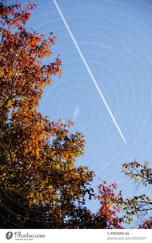 Herbstlaub und Kondensstreifen am Himmel Blätter Wald Natur Außenaufnahme CO2-Ausstoß Flugzeug Wolkenloser Himmel Umwelt Luftverschmutzung Abgas