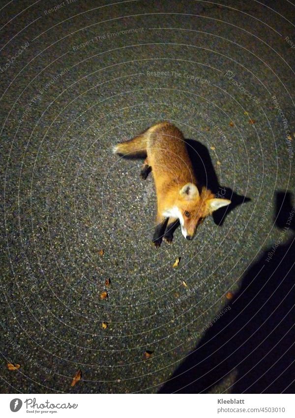 Nächtliche Begegnung der tierischen Art - sehr junger Fuchs seitliche Ansicht - Schatten einer Person die mit einem Handy Foto's macht nächtlich Tier