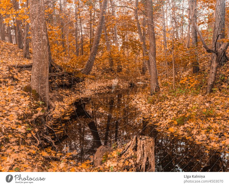 Fluss im Wald im Herbst und Blätter um ihn herum Herbstlaub Herbstfärbung herbstlich Natur Herbstwald Herbstwetter Herbstlandschaft Baum Blatt Farbfoto Pflanze