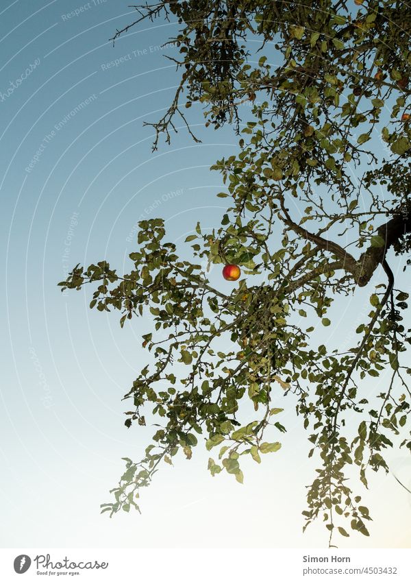 Ein letzter Apfel am Baum Herbst Stamm Erkenntnis Schwerkraft Ast Himmel Frucht übrig Rest Reflexion & Spiegelung oben Geheimnis Verbot Apfelkuchen Hunger