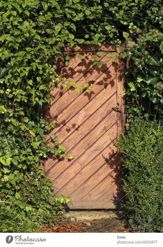 Entrees (48) Tür versteckt Bewuchs Efeu Busch Holz Holztür sonnig geheimnisvoll ungenutzt diagonal Buchsbaum