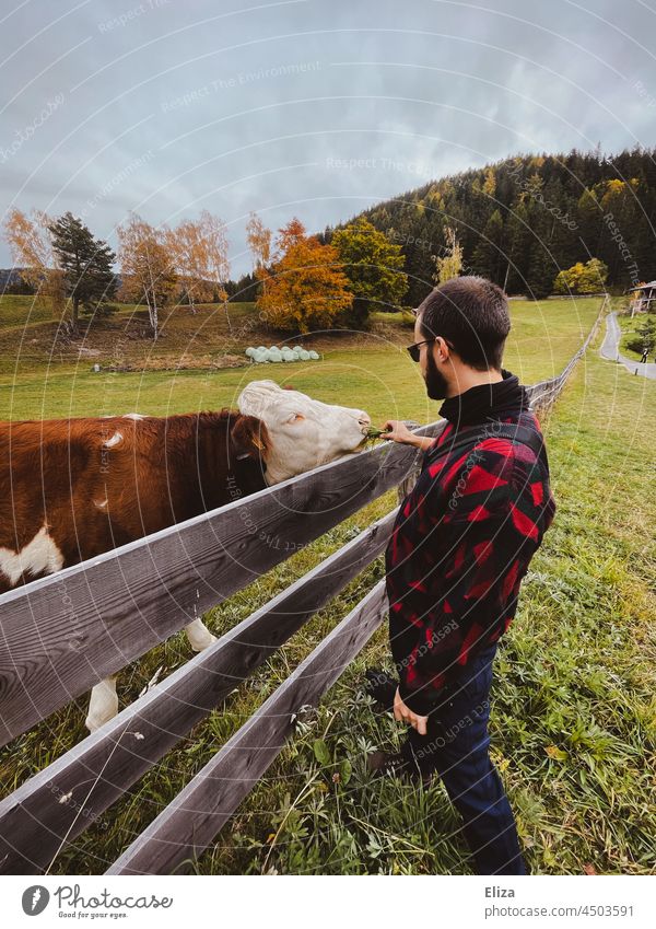 Mann füttert eine Kuh auf der Weide auf dem Land Rind Zaun Tier Landwirtschaft Bauernhof Erwachsener ländlich Natur Tierliebe füttern Mensch Gras