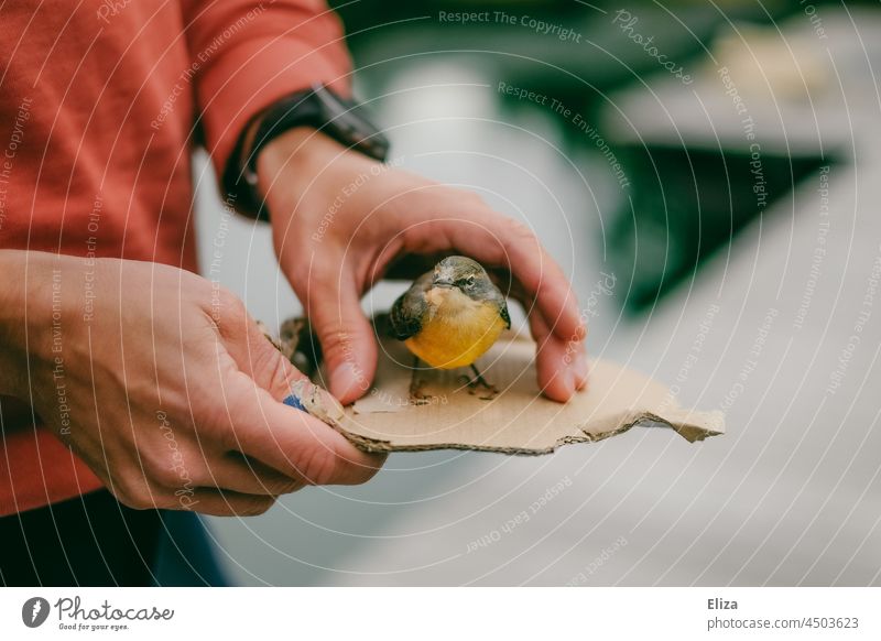 Ein Mann trägt einen verletzten Vogel auf einerlei Stück Pappe Hand Mensch tragen halten Tier