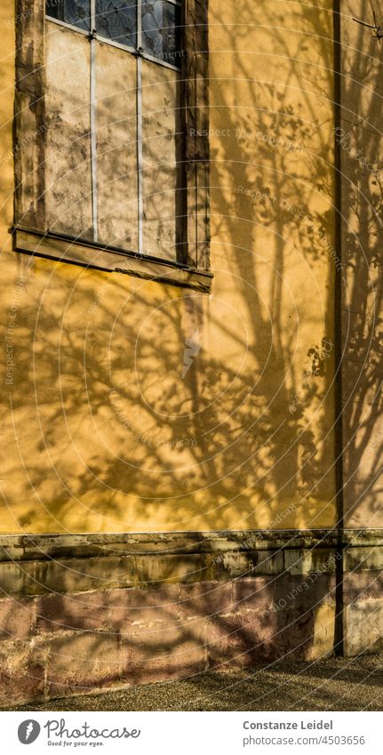 Schatten eines herbstlichen Laubbaumes auf gelber Hauswand. Herbst Schönes Wetter gelber hintergrund Baum Fenster Außenaufnahme Herbstfärbung Blatt Menschenleer