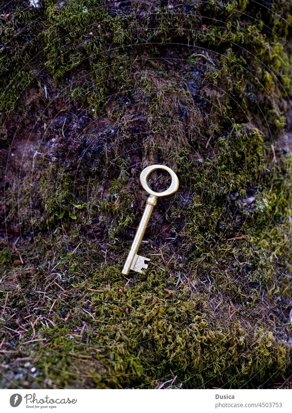 Goldener Schlüssel auf moosbewachsener Rinde Taste alt Moos moosbedeckt Baum im Freien verirrt