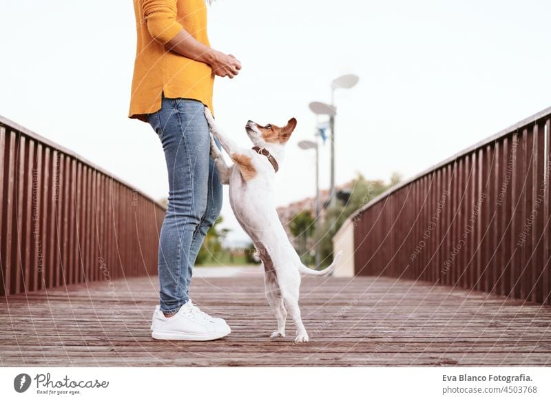 unerkennbar Frau, die Spaß mit Jack Russell Hund im Park, Frau und Haustier stehen auf hölzernen Brücke im Herbst Saison. Haustiere und Liebe Konzept
