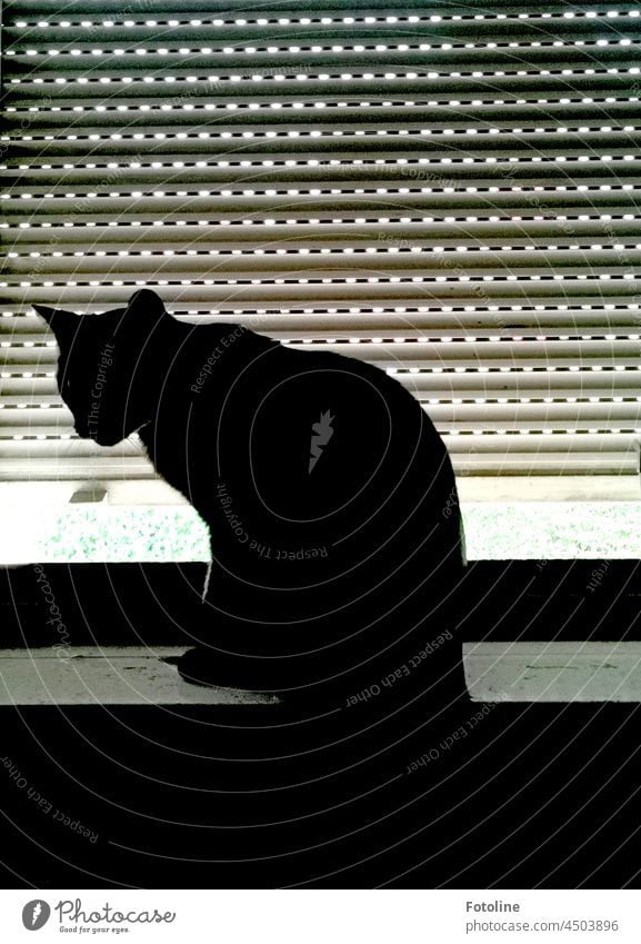 Hokus pokus fidibus, drei mal schwarzer Kater. Na gut. Ist nur einer. Aber schwarz ist er von Kopf bis Fuß. Er sitzt auf dem Fensterbrett vor einer Jalousie.