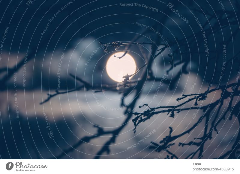 Vollmond hinter Baumzweigen bei Nacht - neblige Mitternachtswolkenlandschaft Mond Himmel Mondnacht Ast Silhouette blau dunkel Licht Hintergrund Landschaft