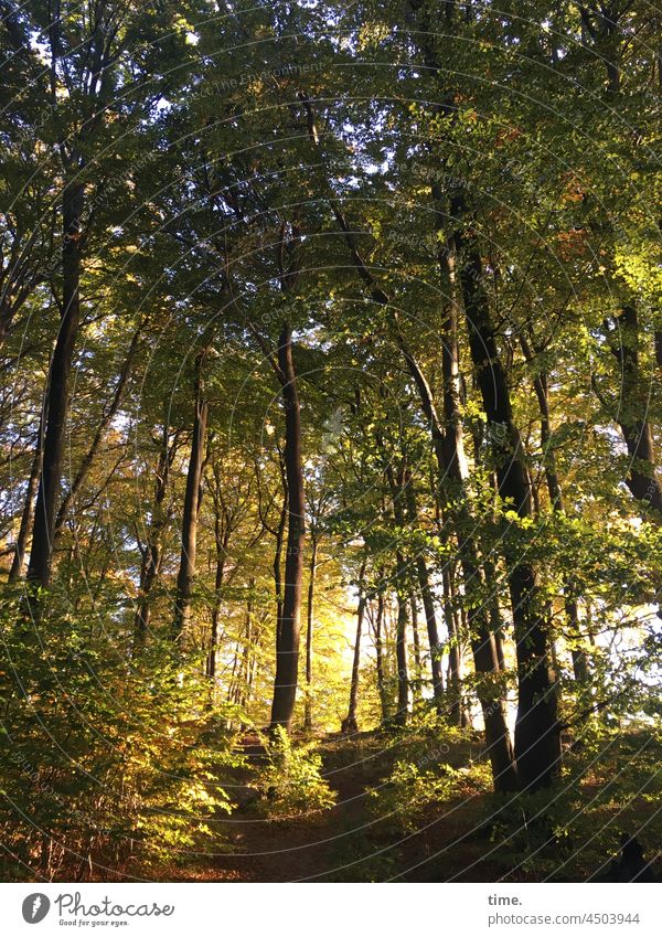 Herbstlicht wald bäume baum buche herbst sonnig lichtdurchflutet natur nationalpark waldweg herbstfarben baumstamm goldener oktober