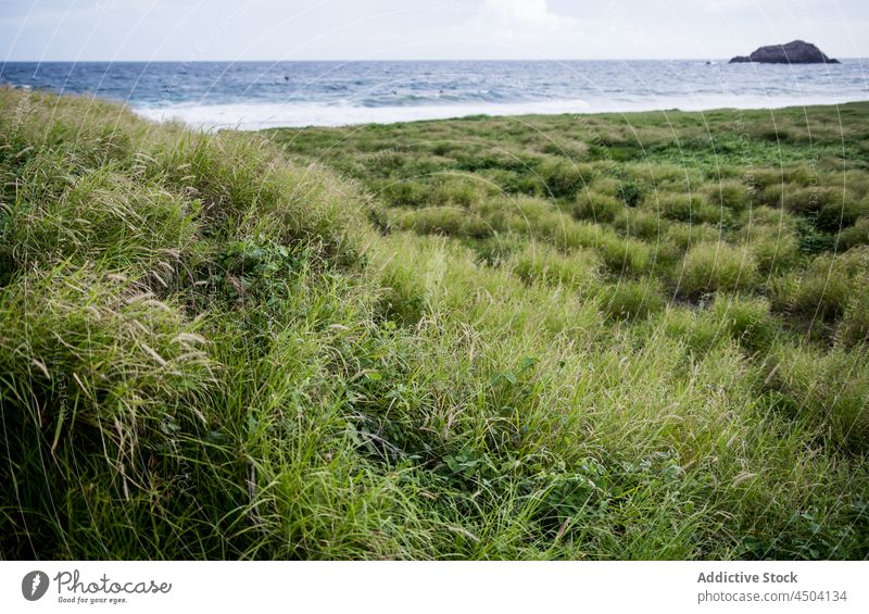 Grünes Ufer in Meeresnähe bei Tageslicht Landschaft Natur Küste malerisch Gras Küstenlinie MEER Meereslandschaft Meeresufer grün Strand Wasser Seeküste