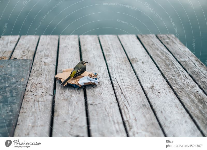 Vogel sitzt auf einem Stück Pappe auf einem Steg am See Wasser sitzen alleine einsam Natur Gebirgsstelze