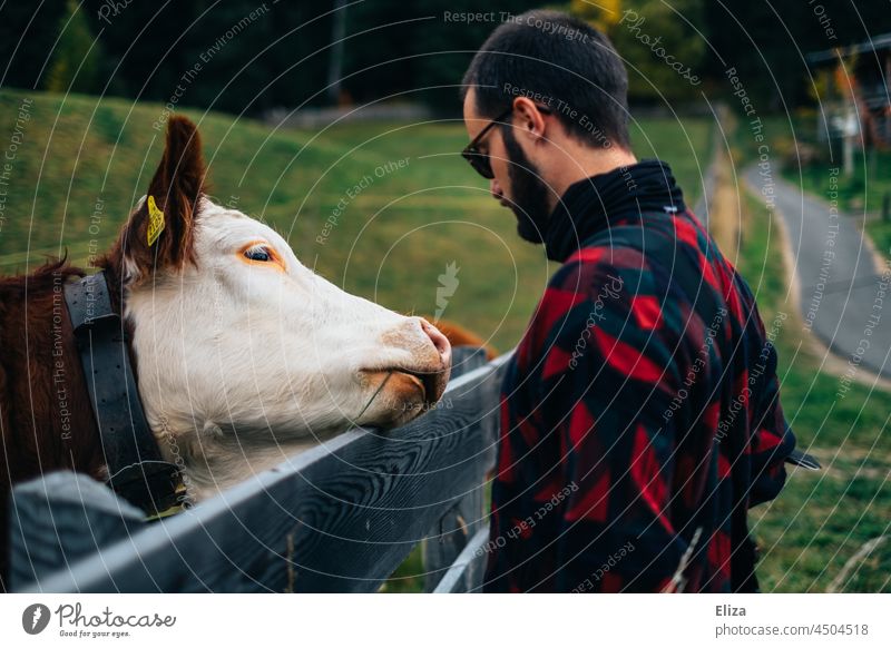 Mann mit Kuh auf der Weide auf dem Land Rind Zaun Tier Landwirtschaft Bauernhof Erwachsener ländlich Natur Tierliebe