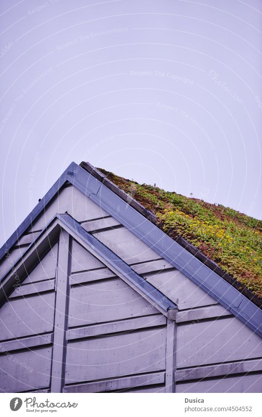 Dach mit Gras darauf Haus grün Öko Ökologie Erhaltung Umwelt Pflanze Pflanzen heimwärts