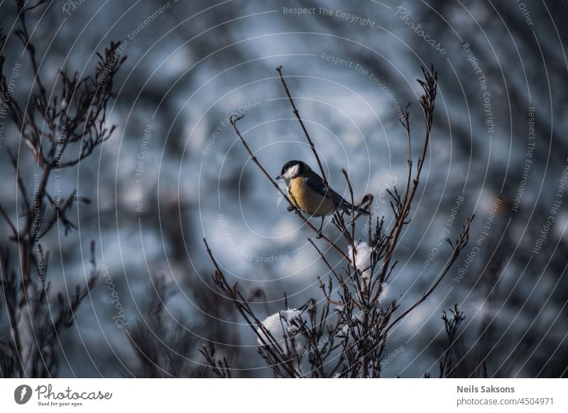 Kohlmeise auf blattlosem Weigela florida-Zweig in kaltem Wintertag abstrakt Tier Hintergrund schön Schönheit Vogel Vogelbeobachtung blau Ast Nahaufnahme Farbe