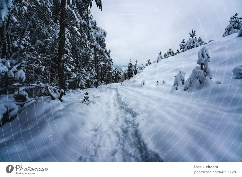 Spuren im Tiefschnee entlang eines alpinen Winterwaldes in der Abenddämmerung, Wildermieming, TIrol, Österreich Schnee Baum Natur Tanne Weg kalt Tirol Wald
