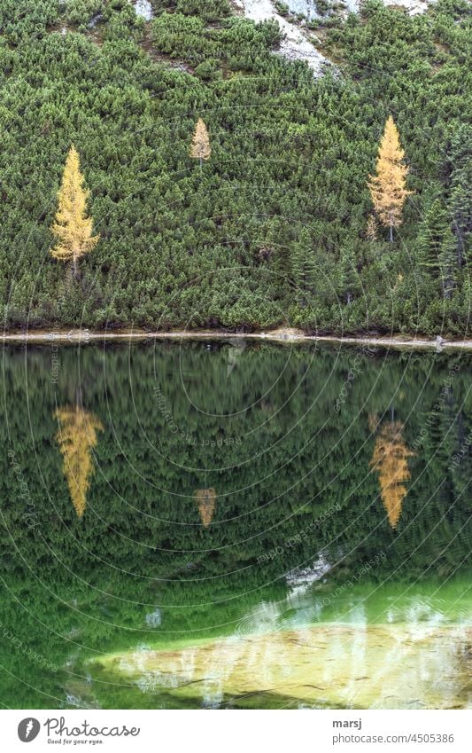 Drei Lärchen, Latschen und ihr Spiegelbild in einem reinen und ganz klaren Bergsee. Herbst Natur See herbstlich leuchten Reflexion & Spiegelung Herbstfärbung