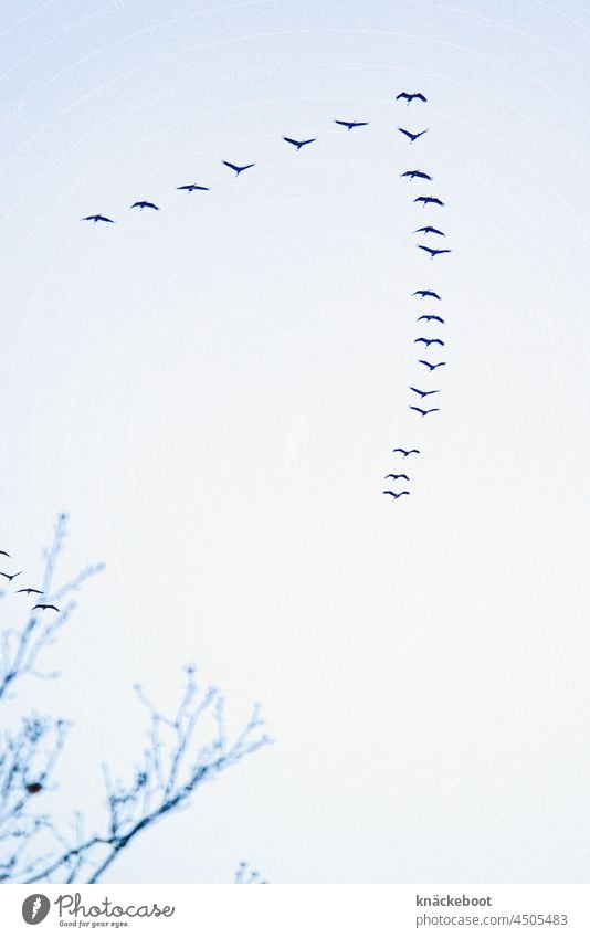 kraniche Kraniche fliegen Vogel Wildtier Himmel Vogelzug Zugvogel Formationsflug Zugvögel Freiheit Vögel Herbst Vogelschwarm