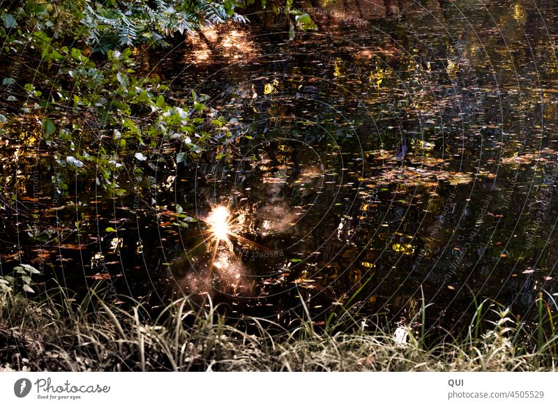 Stille Wasser Teich Sonnenstern Funkeln Herbst Lichtspiel Morgensonne Ruhe Entspannung Spiegelung Dunkel Weiher Natur Reflexe Menschenleer Erholung Idylle