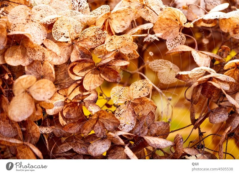 Herbstliche Schönheit Hortensie Hortensien im Herbst herbstlich Natur Blüte verwelkt welkende Blätter Winterschlaf Vergänglich Blüten Blume Garten Nahaufnahme