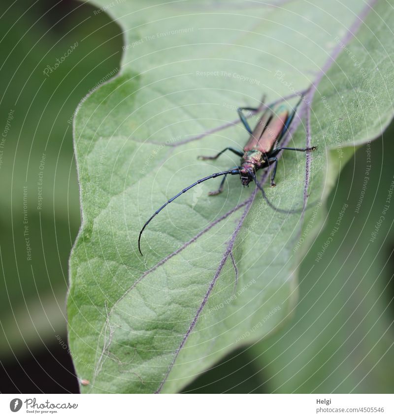 Bockkäfer auf einem Blatt Käfer brauner Fichtenbock Moschusbock Insekt draußen Außenaufnahme Nahaufnahme Macroaufnahme Natur Tier krabbeln 1 Pflanze
