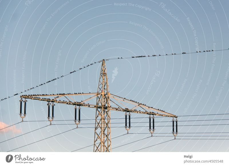 Staraufgebot - viele Stare rasten in der Abendsonne auf Strommast und Stromleitungen Vögel Zugvögel Stromversorgung Mast Metall Himmel blau schönes Wetter