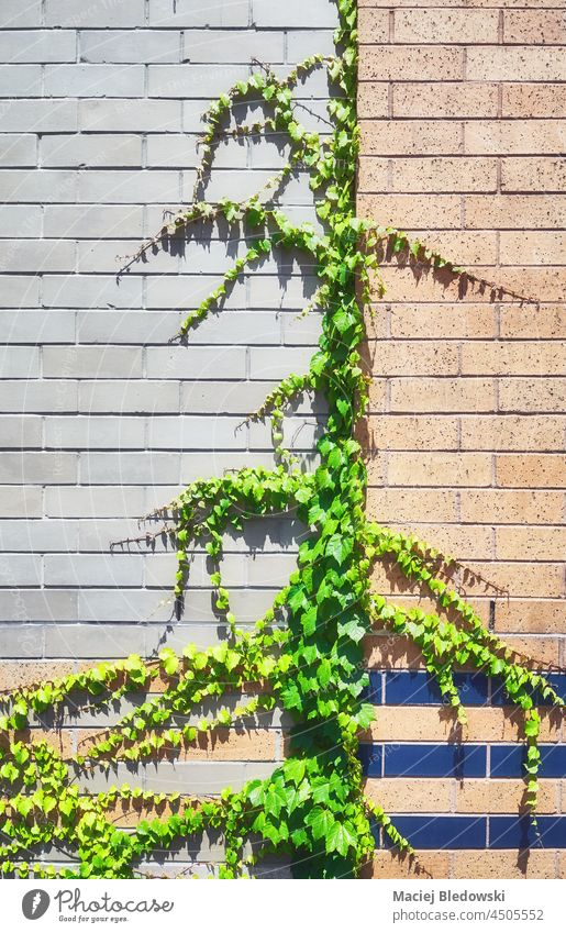 Altbauziegelmauer mit Schlingpflanze. Baustein Wand Efeu Hintergrund Tapete Pflanze Blatt Wein Gebäude Architektur alt Muster im Freien Garten verwittert