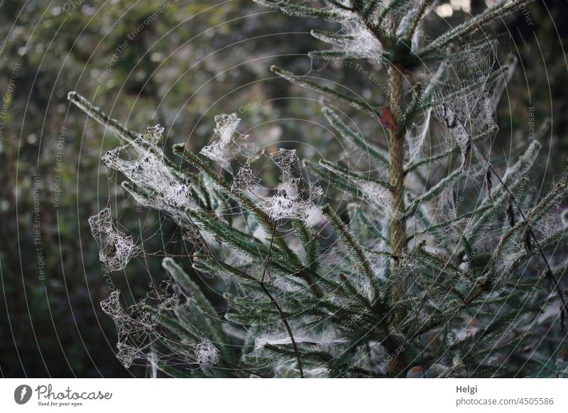 Herbstmorgen - Ausschnitt einer jungen Fichte, die mit Spinnennetzen bedeckt ist Baum Spinngewebe Altweibersommer Morgen morgens vernetzt Netz Netzwerk