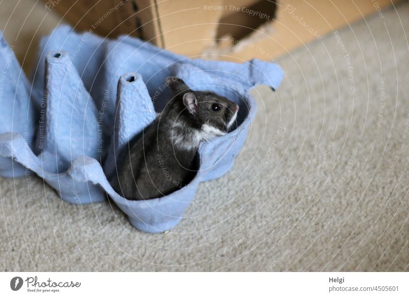 Black Silvie - schwarzweißer Zwerghamster sitzt in einem blauen Eierkarton Tier Hamster klein niedlich Karton Fußboden Teppich sitzen schauen erkunden Auslauf