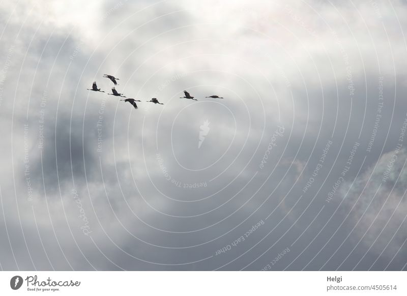 Leichtigkeit - Kraniche fliegen vor wolkigem Himmel Vögel Zugvögel Vogelzug Gruppe Herbst Wolken Silhouette Freiheit Wildtier Schwarm Vogelflug Tiergruppe