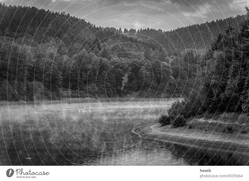 Stausee mit leichtem Dunst und ein paar Schwänen Landschaft Schwarzweißfoto Wasser Wald Natur Nebel dunstig See