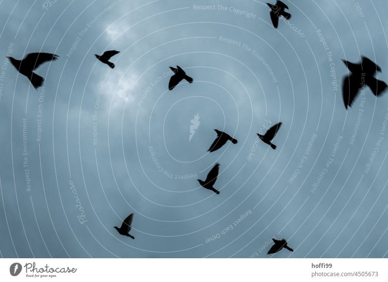 Silhouetten von Tauben im Flug vor dunklem Himmel grau fliegen davon fliegen Schwarm Bewegungsunschärfe Vögel Vogel Flucht Tier Wildtier Flügel Tiergruppe