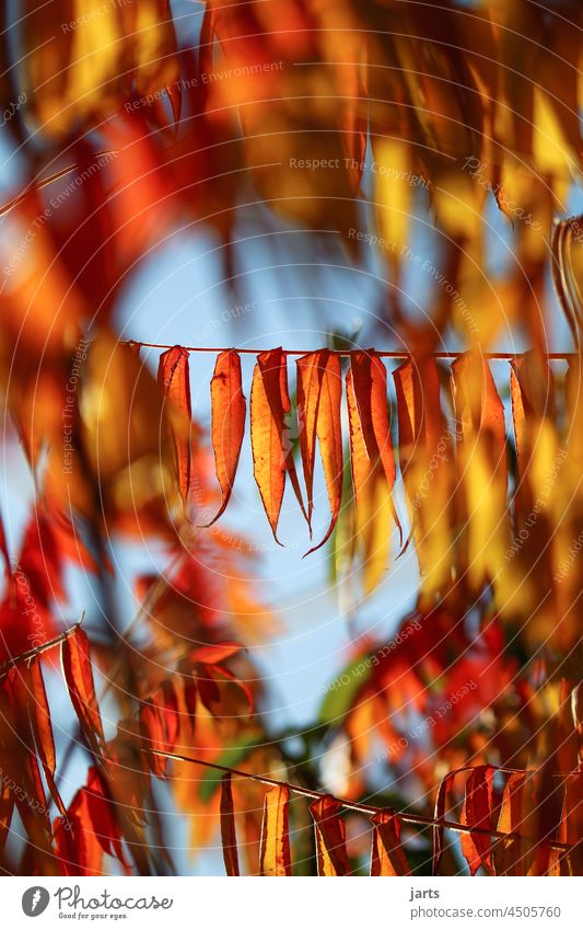Herbst Vorhang Blätter bunt Tiefenschärfe Natur herbstlich Herbstlaub Herbstfärbung Blatt Farbfoto Außenaufnahme Jahreszeiten Herbststimmung Schönes Wetter
