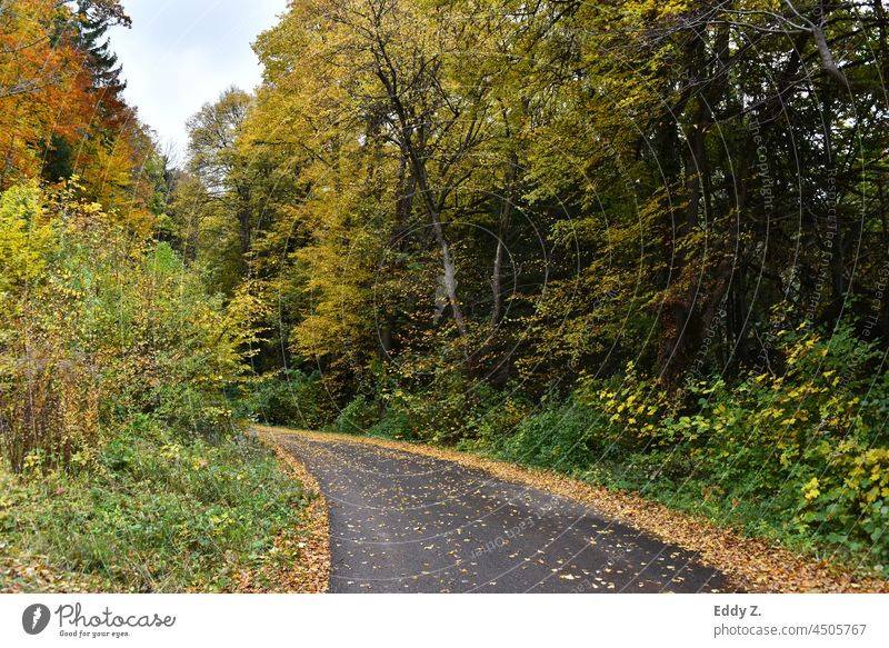 Straße im Herbstwald. Fahrbahn mit herbstlichen Blättern auf dem Straßenbelag. Jahreszeit draußen rutschgefahr Verkehr Herbstfärbung Herbstlaub Natur Wald Baum
