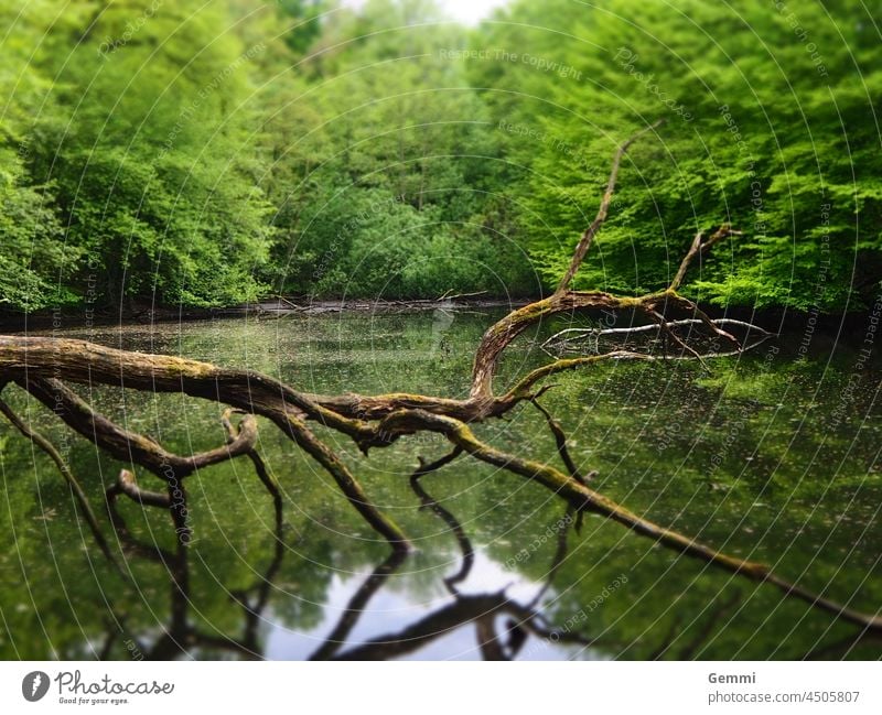 Teich mit Totholz im Wald ast modrig baum tot Wasser Natur Idylle Spiegelung Grün braun Pflanzen Landschaft Windstille Park Einsamkeit dunkelgrün geheimnisvoll