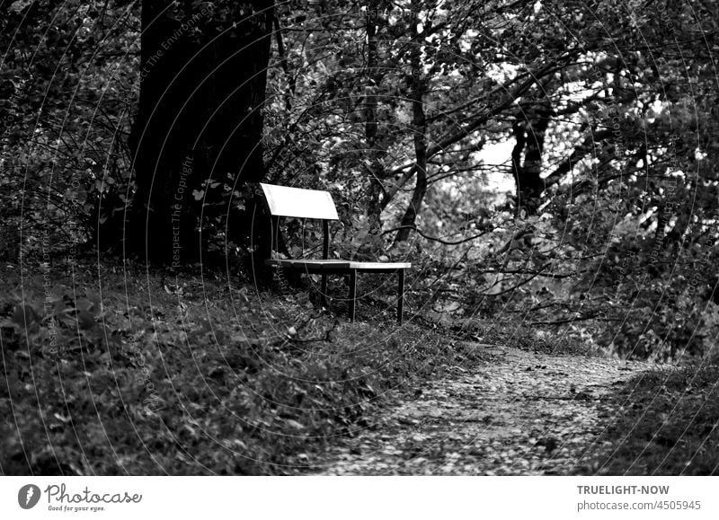 Am Baum eine Bank / Ahnung vom Herbst monochrom / Kammerspiel des Lichts Wald Waldweg Weg Wege Pfade Sitzbank leer Zweige Blätter Waldboden Tageslicht